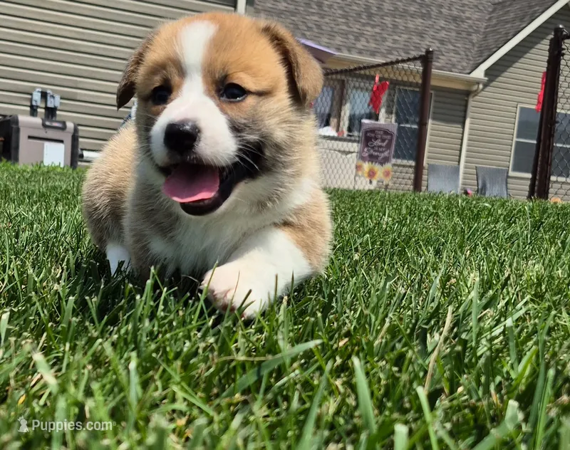 Abby – Pembroke Welsh Corgi puppy for sale in Piqua, OH