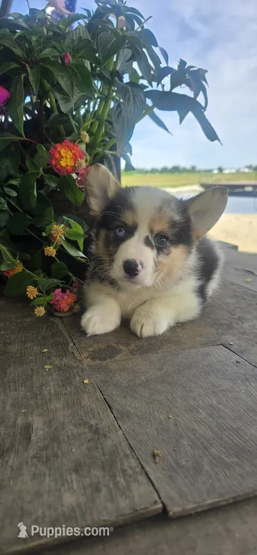 Zach – Cardigan Welsh Corgi puppy for sale in Piqua, OH