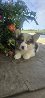 Zach, a male Cardigan Welsh Corgi for sale in Piqua, OH – 1 of 1