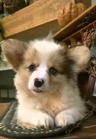 Nick, a male Cardigan Welsh Corgi for sale in Piqua, OH – 1 of 2