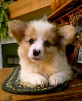 Nick, a male Cardigan Welsh Corgi for sale in Piqua, OH – 2 of 2