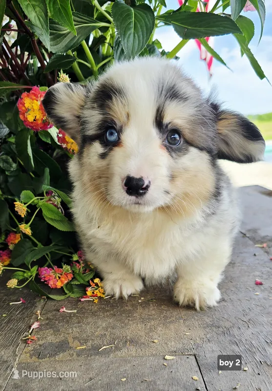 Joey – Cardigan Welsh Corgi puppy for sale in Piqua, OH