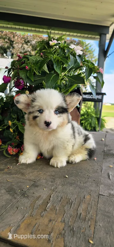 Stetson  – Cardigan Welsh Corgi puppy for sale in Piqua, OH