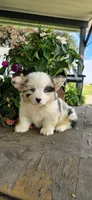 Stetson , a male Cardigan Welsh Corgi for sale in Piqua, OH – 1 of 1