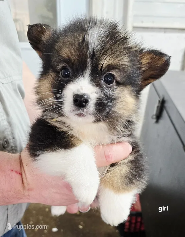 Carrie – Pembroke Welsh Corgi puppy for sale in Piqua, OH