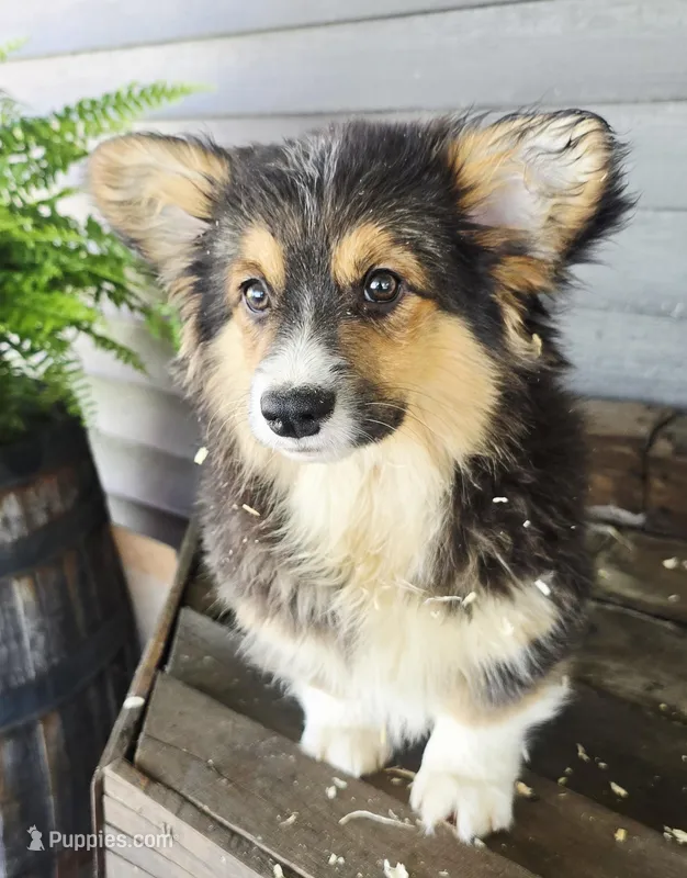 Steve – Pembroke Welsh Corgi puppy for sale in Piqua, OH