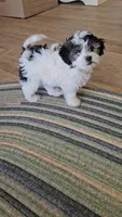 Prince, a male Shichon for sale in Mesa, AZ – 4 of 10