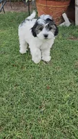 Prince, a male Shichon for sale in Mesa, AZ – 2 of 10