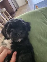 Tux, a male Shichon for sale in Mesa, AZ – 3 of 7