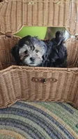 Ted, a male Shichon for sale in Mesa, AZ – 1 of 8