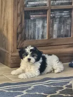 Prince, a male Shichon for sale in Mesa, AZ – 5 of 10