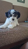 Prince, a male Shichon for sale in Mesa, AZ – 3 of 10