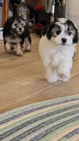 Prince, a male Shichon for sale in Mesa, AZ – 9 of 10