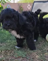 Tux, a male Shichon for sale in Mesa, AZ – 2 of 7