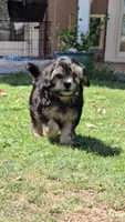 Ted, a male Shichon for sale in Mesa, AZ – 5 of 8