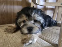 Ted, a male Shichon for sale in Mesa, AZ – 6 of 8