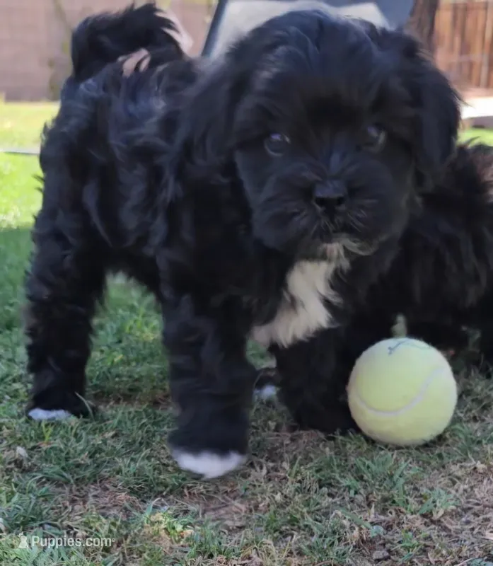 Tux – Shichon puppy for sale in Mesa, AZ