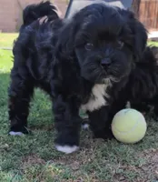 Tux, a male Shichon for sale in Mesa, AZ – 1 of 7