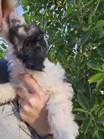 Prince, a male Shichon for sale in Mesa, AZ – 8 of 10