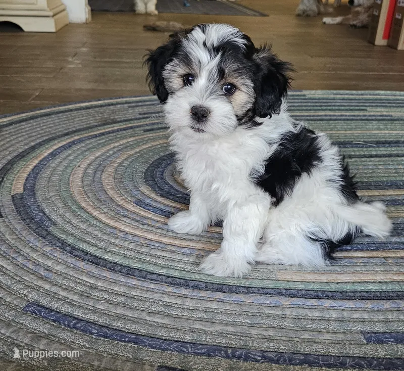 Prince – Shichon puppy for sale in Mesa, AZ