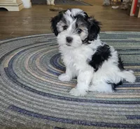 Prince, a male Shichon for sale in Mesa, AZ – 1 of 10