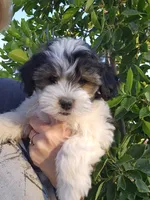Prince, a male Shichon for sale in Mesa, AZ – 6 of 10