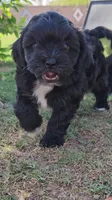 Tux, a male Shichon for sale in Mesa, AZ – 6 of 7