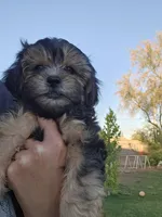 Ted, a male Shichon for sale in Mesa, AZ – 7 of 8