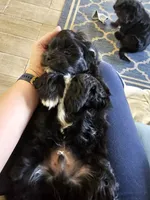 Tux, a male Shichon for sale in Mesa, AZ – 5 of 7