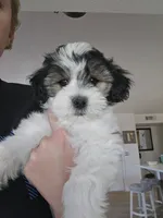 Prince, a male Shichon for sale in Mesa, AZ – 10 of 10