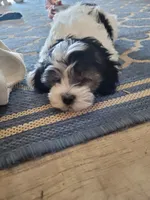 Prince, a male Shichon for sale in Mesa, AZ – 7 of 10