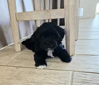 Tux, a male Shichon for sale in Mesa, AZ – 4 of 7