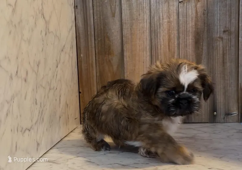 Fox – Shih Tzu puppy on hold in Greeley, CO