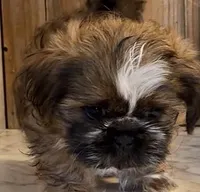 Fox, a male Shih Tzu for sale in Greeley, CO – Photo 2 of 3