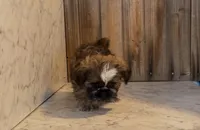 Fox, a male Shih Tzu for sale in Greeley, CO – Photo 3 of 3