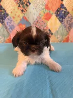 Hugo, a male Shih Tzu for sale in Orangeburg, SC – 2 of 10