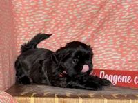 Eeyore, a male Shih Tzu for sale in Greeley, CO – Photo 7 of 8