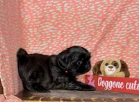 Eeyore, a male Shih Tzu for sale in Greeley, CO – Photo 8 of 8