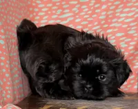 Eeyore, a male Shih Tzu for sale in Greeley, CO – Photo 4 of 8