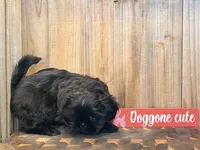 Eeyore, a male Shih Tzu for sale in Greeley, CO – Photo 3 of 8