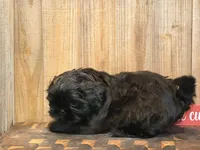 Eeyore, a male Shih Tzu for sale in Greeley, CO – Photo 2 of 8