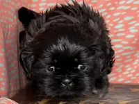 Eeyore, a male Shih Tzu for sale in Greeley, CO – Photo 1 of 8