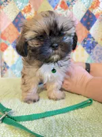 Gus, a male Shih Tzu for sale in Orangeburg, SC – 1 of 7