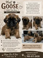Goose, a male Shih Tzu for sale in Orangeburg, SC – 8 of 8