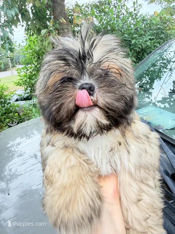 Goose – Shih Tzu puppy for sale in Orangeburg, SC