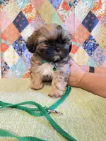 Gus, a male Shih Tzu for sale in Orangeburg, SC – 6 of 7