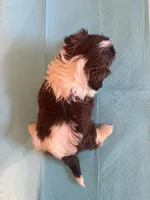 Hugo, a male Shih Tzu for sale in Orangeburg, SC – 6 of 10