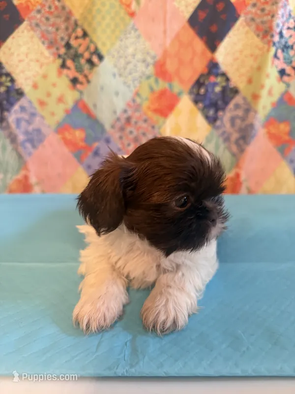 Hugo – Shih Tzu puppy for sale in Orangeburg, SC