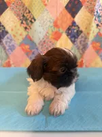 Hugo, a male Shih Tzu for sale in Orangeburg, SC – 1 of 10