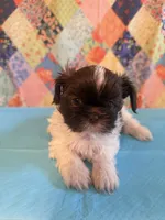 Hugo, a male Shih Tzu for sale in Orangeburg, SC – 8 of 10